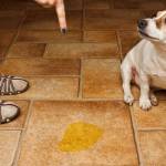Solutions to most Common Dog behavior Problems