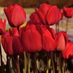 Red Tulips for valentine's day