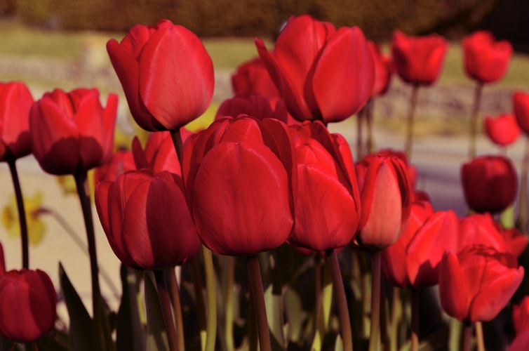 Red Tulips for valentine's day