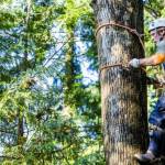 Tree lopping services