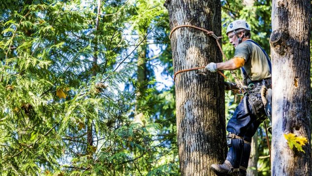 Tree lopping services