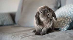 rabbit-image