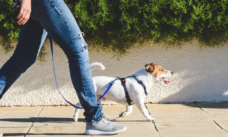 Tips for a Positive Walking Experience with Your Dog