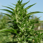Why Choose Homegrown Cannabis Company