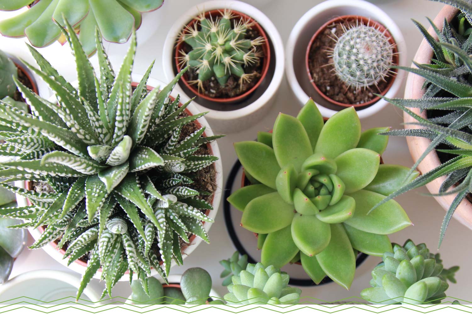 Things to consider while choosing succulents
