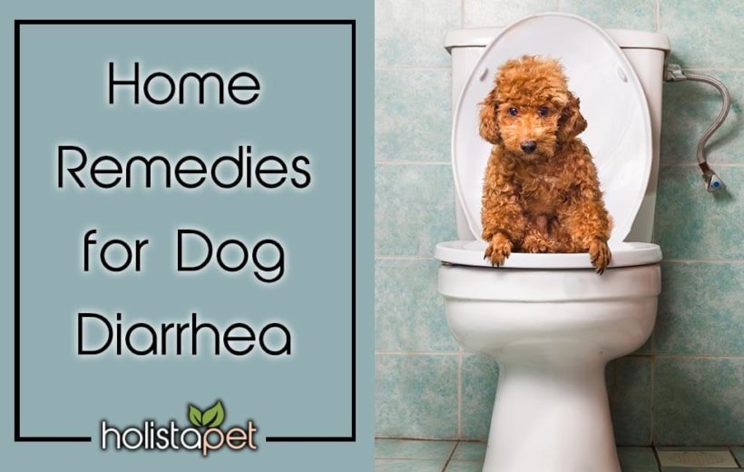 Treating Dog Diarrhea