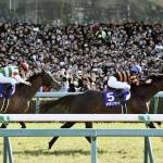 How To Plan And Place Bets For Horse Racing?