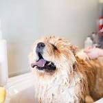 How often should you groom your dog