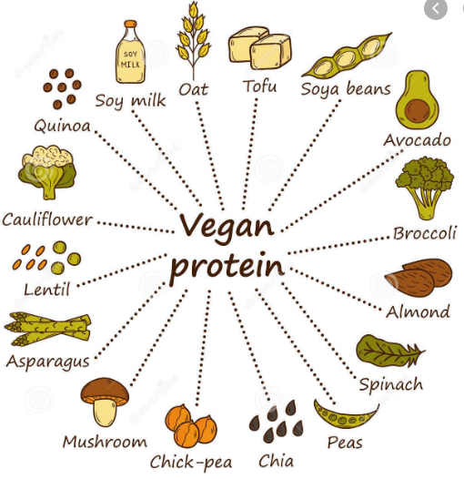 VEGAN FITNESS ALTERNATIVES: PLANTS AND THEIR PROTEINS