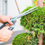 Things To Consider When Looking For Tree Trimming Services in Sacramento