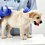 Vaccinating Your Dog
