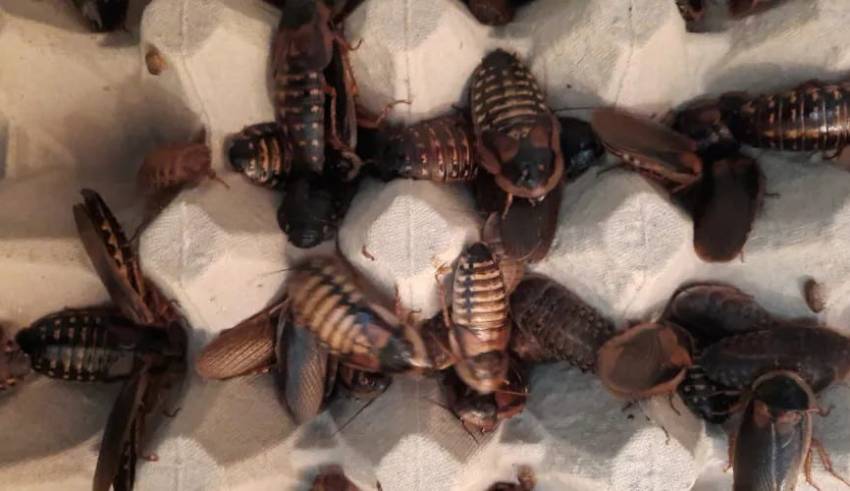 Dubia Roaches an Excellent Pet Food for
