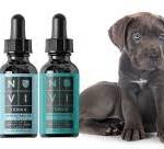 Elaborating on the Significance of CBD Oil for Pets