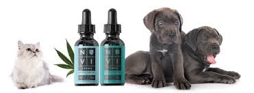 Elaborating on the Significance of CBD Oil for Pets