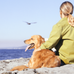 Health Risks Commonly Associated with Golden Retrievers