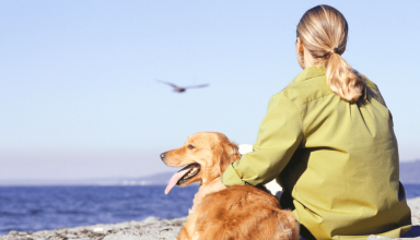 Health Risks Commonly Associated with Golden Retrievers