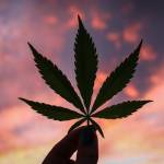 Cannabis High Dissapear
