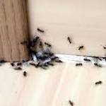 Control Pests in Boise Valley
