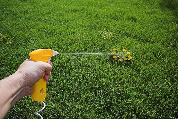 Weed Control in Your Lawn