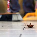 Effective Ways to Keep Your Home Free of Pests