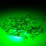 Green Lights Underwater