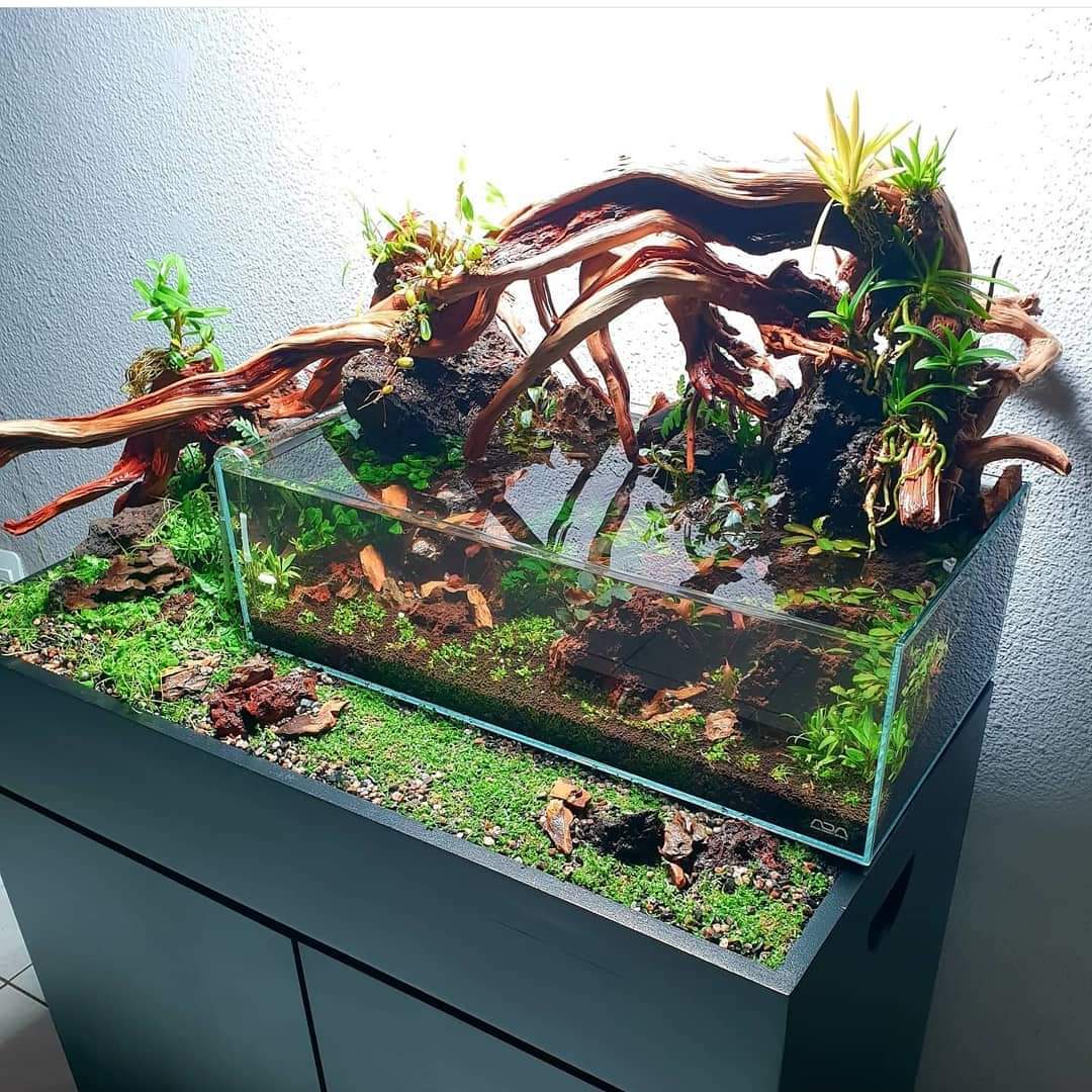 aquarium plants live