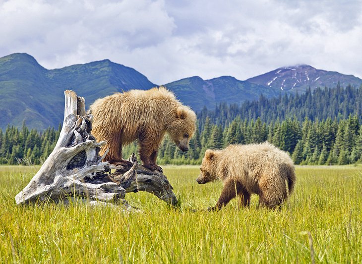 Top Things To Do In Alaska 