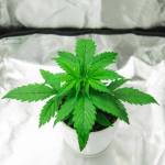 Best Reasons to Order Cannabis Grow Kits Online