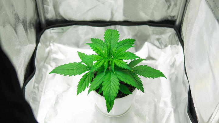 Best Reasons to Order Cannabis Grow Kits Online