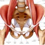 Hip Flexure Muscle’s Maintenance