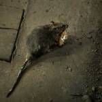 Rat Infestations Amidst the Pandemic