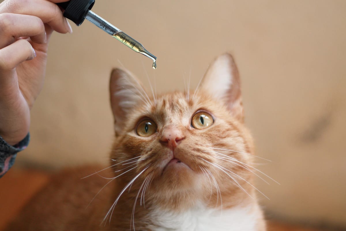 Is Cannabis Oil Safe For Your Cat?