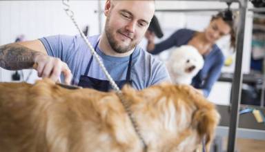pet grooming service