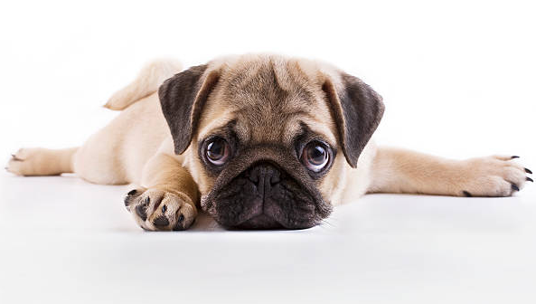 Places to look for Pug puppies for sale in 2022