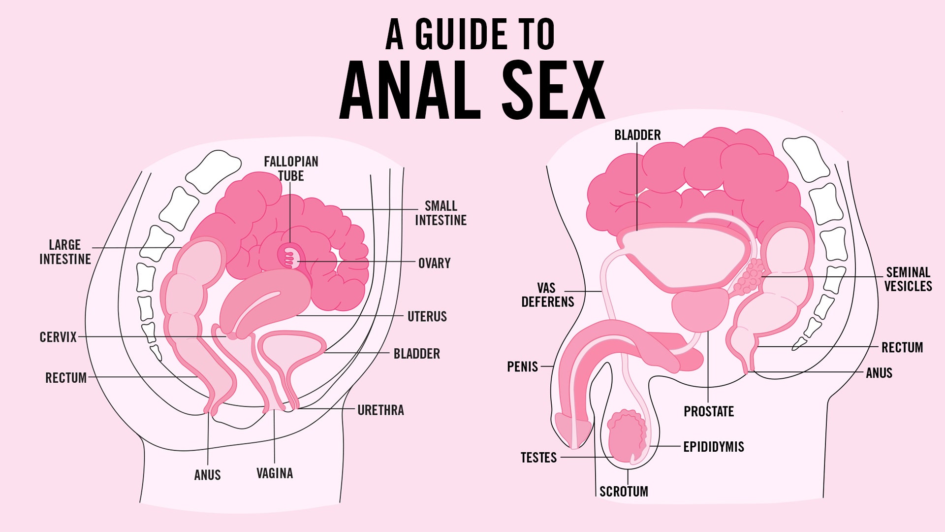 What to Know Before Going Anal