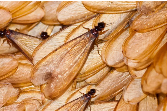 what causes flying ants in your house.