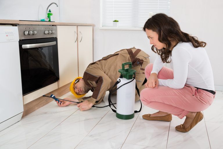 DIY Or Professional Pest Control: Which Is Best For You?