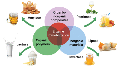 How are Enzymes Used in the Food Industry?