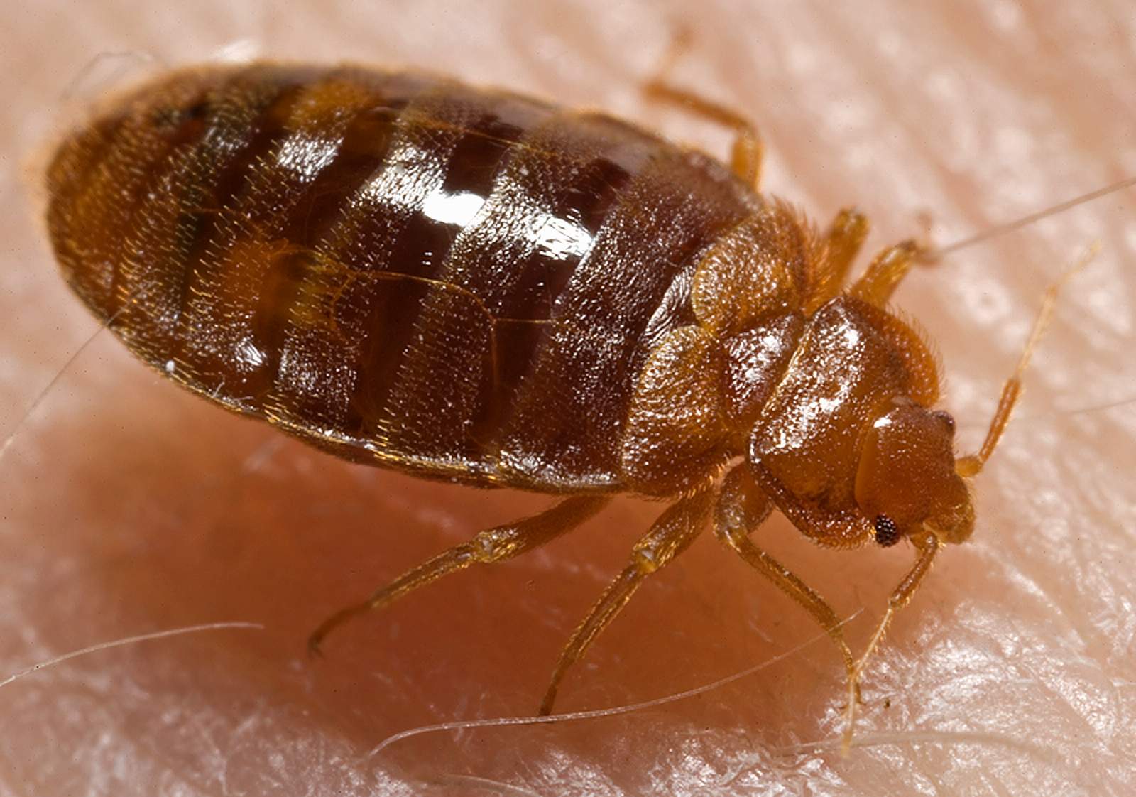 Bed Bug Exterminators: What You Need to Know