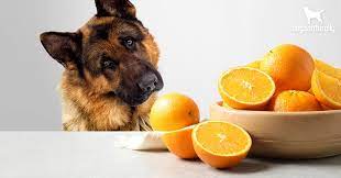 Does A Dog Eat mandarins Or Oranges?