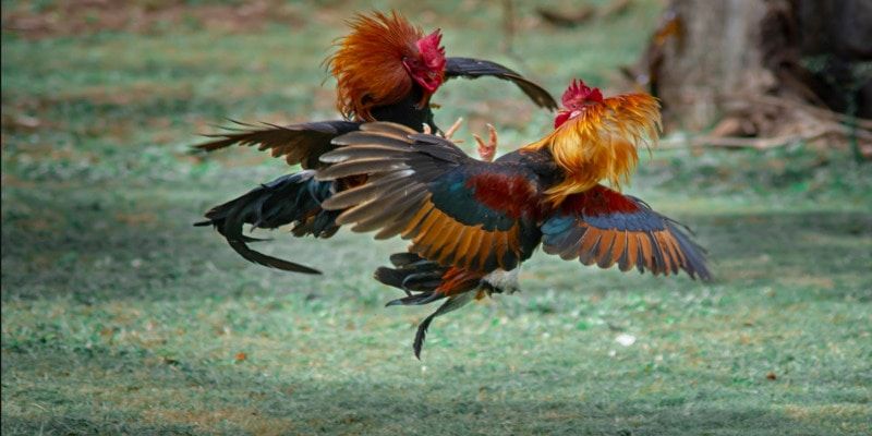 Cockfighting