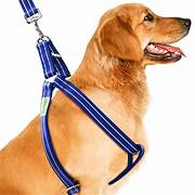 Top Factors To Consider For Choosing A Dog Harness And Leash Set