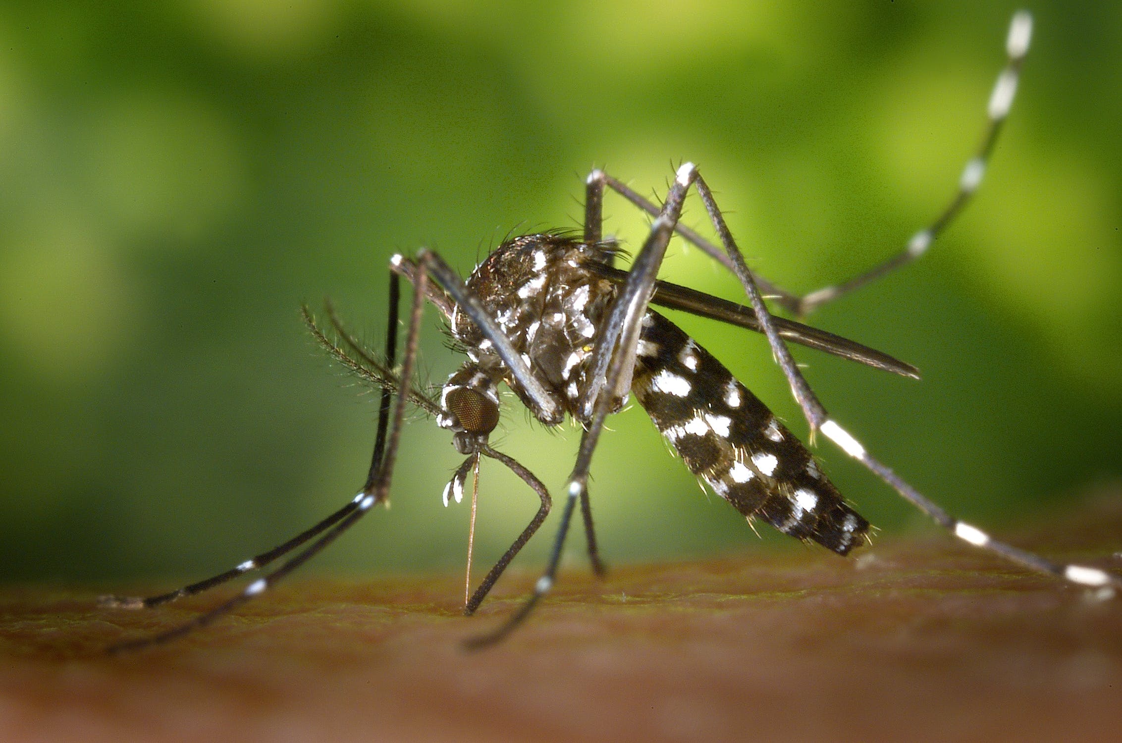 Interesting Facts About Mosquitoes You Didn’t Know About