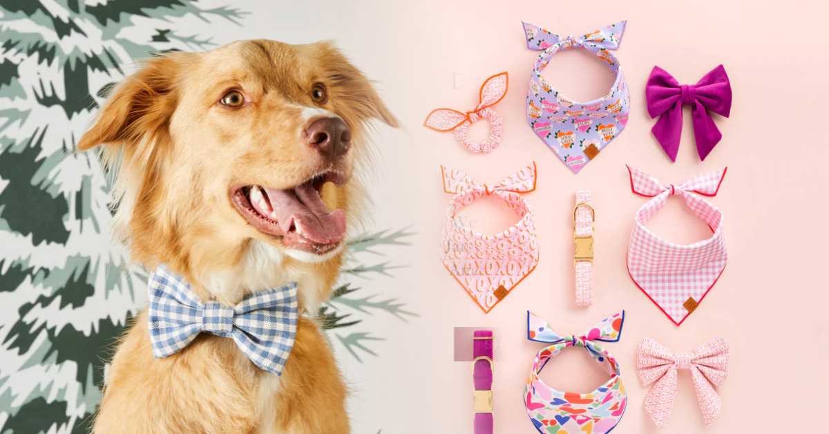 Foggy Dog Website Your One-Stop Shop for All Your Dog Accessories Needs