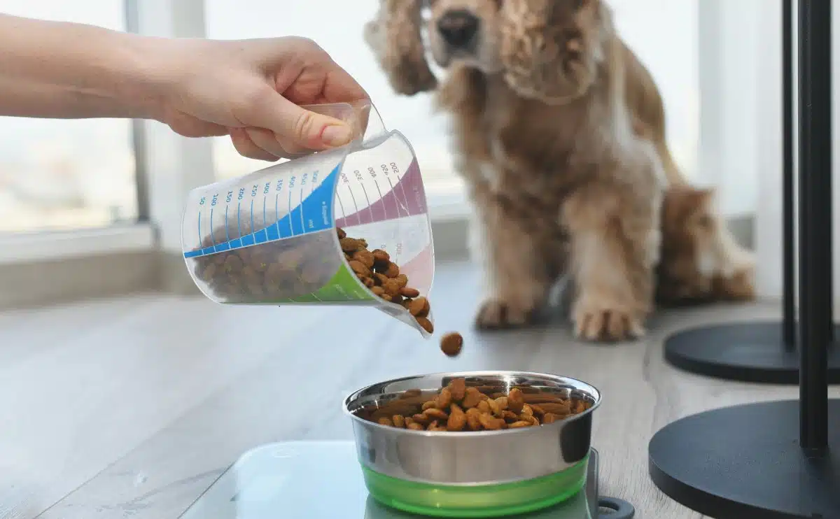 How to Calculate Your Dog's Daily Dry Food Portions for Optimal Nutrition