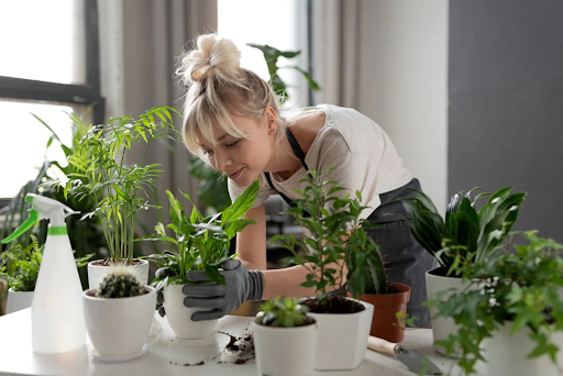Essentials of Indoor Gardening: Tools, Care, and Safety for Thriving Plants