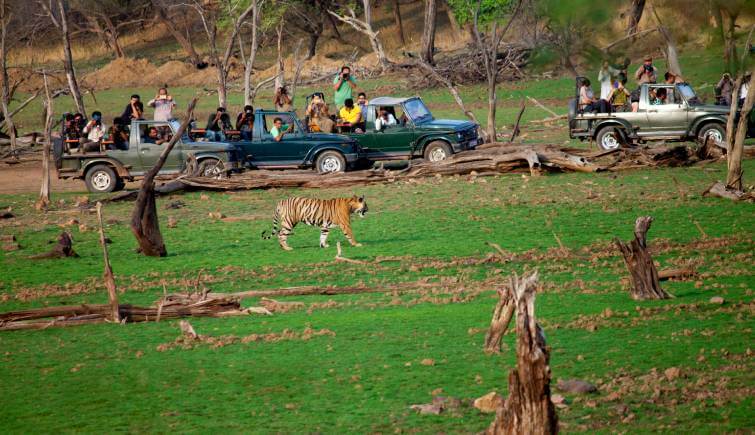 Ranthambore