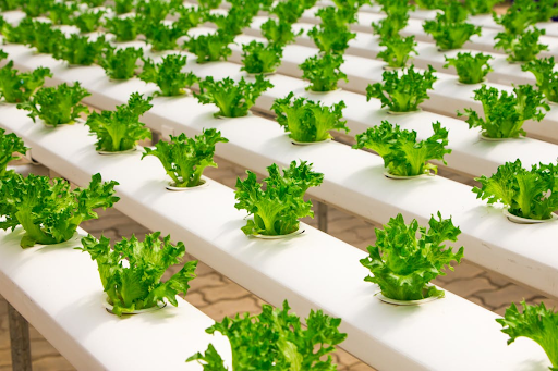 How Can Technology Transform the Food Sector?