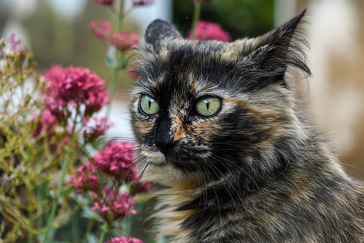 tortoiseshell maine coon