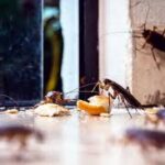 Cockroach Infestation – Its Management and Measures for Prevention